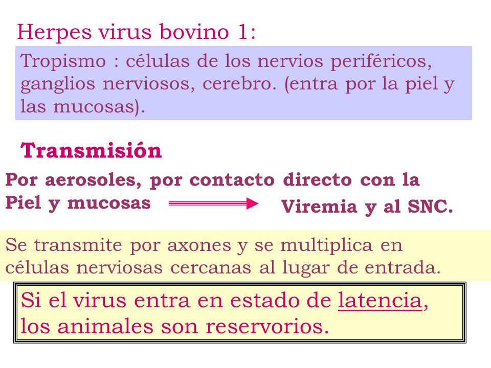 Si el virus entra en estado de latencia, los animales son reservorios.
