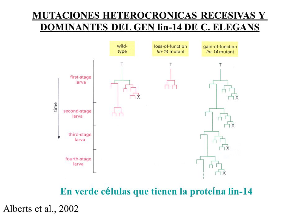 MUTACIONES HETEROCRONICAS RECESIVAS Y