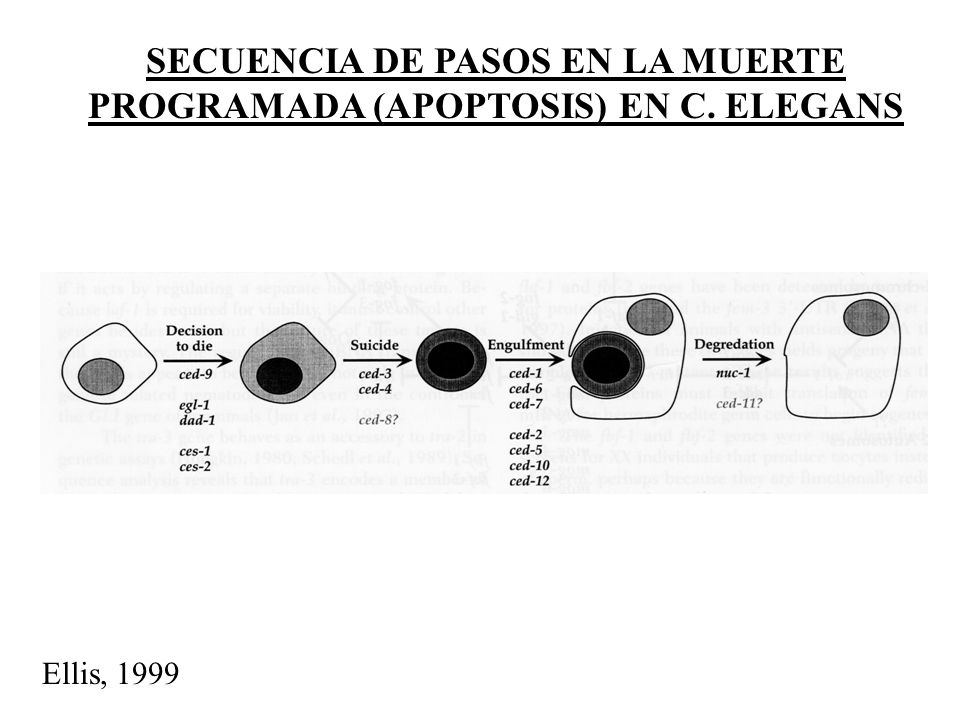 SECUENCIA DE PASOS EN LA MUERTE PROGRAMADA (APOPTOSIS) EN C. ELEGANS