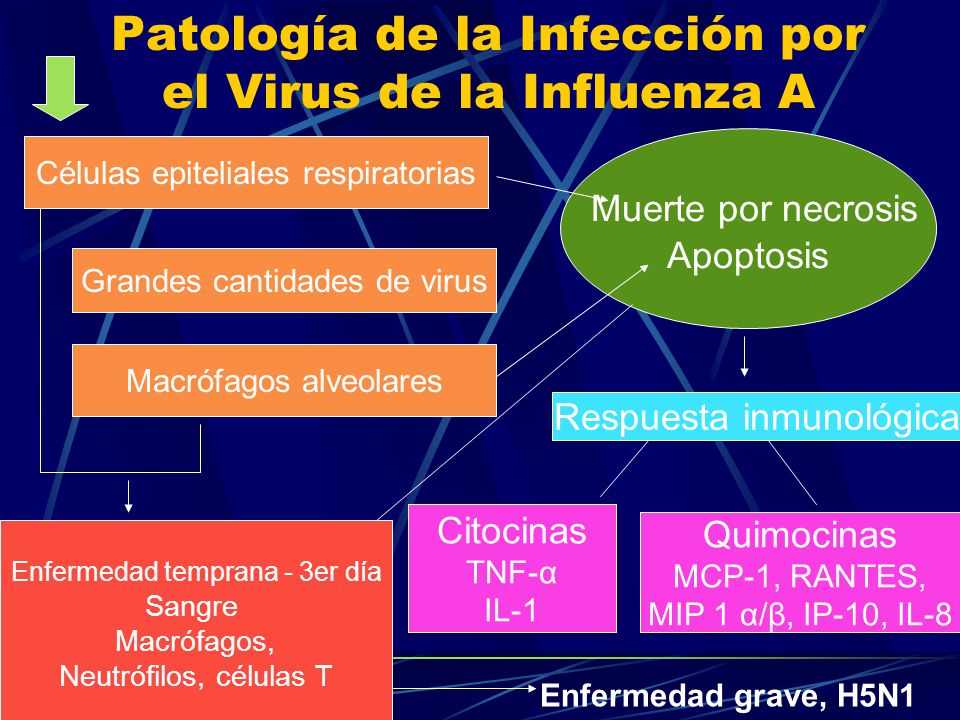 Patología de la Infección por el Virus de la Influenza A