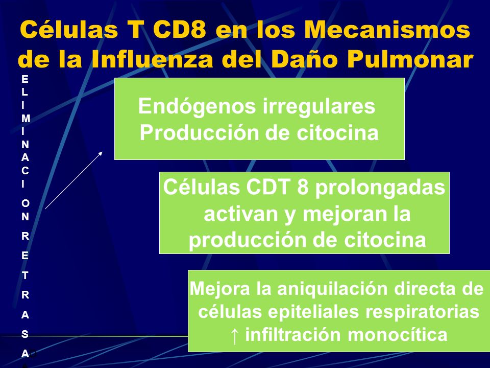 Células T CD8 en los Mecanismos de la Influenza del Daño Pulmonar