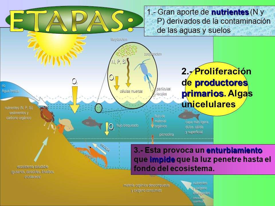 ETAPAS: 2.- Proliferación de productores primarios. Algas unicelulares