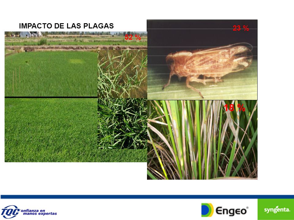 IMPACTO DE LAS PLAGAS 23 % 52 % 18 %