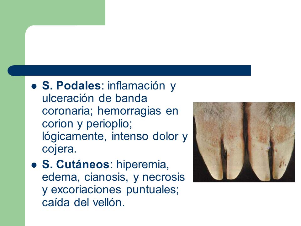 S. Podales: inflamación y ulceración de banda coronaria; hemorragias en corion y perioplio; lógicamente, intenso dolor y cojera.