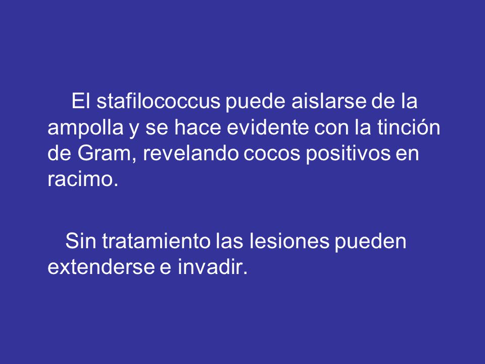 El stafilococcus puede aislarse de la ampolla y se hace evidente con la tinción de Gram, revelando cocos positivos en racimo.