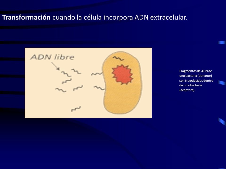 Transformación cuando la célula incorpora ADN extracelular.