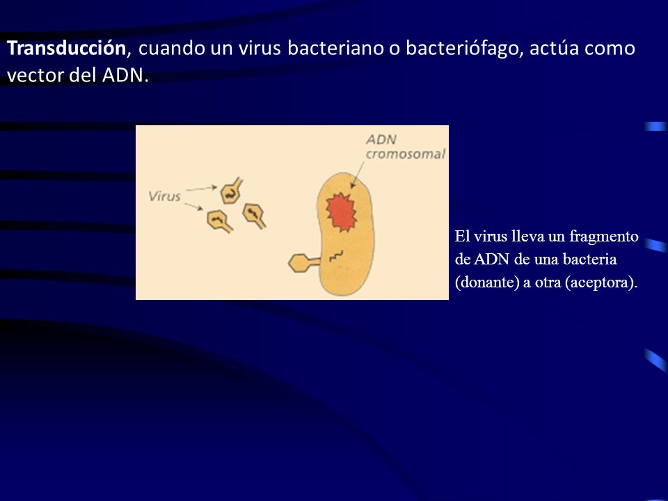 Transducción, cuando un virus bacteriano o bacteriófago, actúa como vector del ADN.