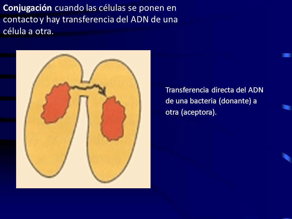 Conjugación cuando las células se ponen en contacto y hay transferencia del ADN de una célula a otra.