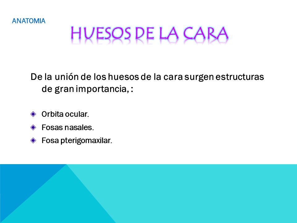 ANATOMIA HUESOS DE LA CARA. De la unión de los huesos de la cara surgen estructuras de gran importancia, :