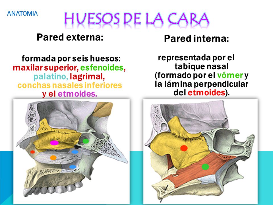 HUESOS DE LA CARA formada por seis huesos: Pared externa: