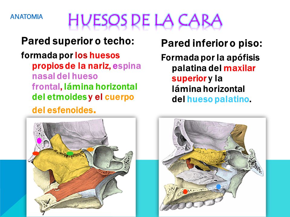 HUESOS DE LA CARA Pared superior o techo: Pared inferior o piso: