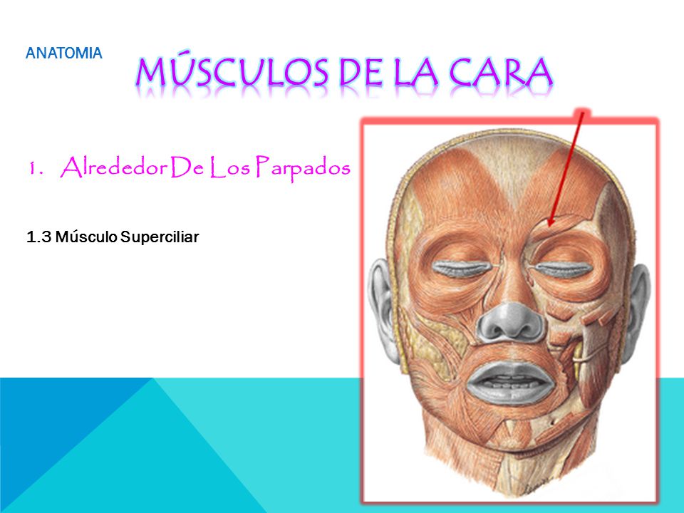 Músculos de la cara Alrededor De Los Parpados ANATOMIA
