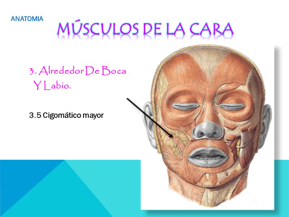 Músculos de la cara 3. Alrededor De Boca Y Labio. 3.5 Cigomático mayor