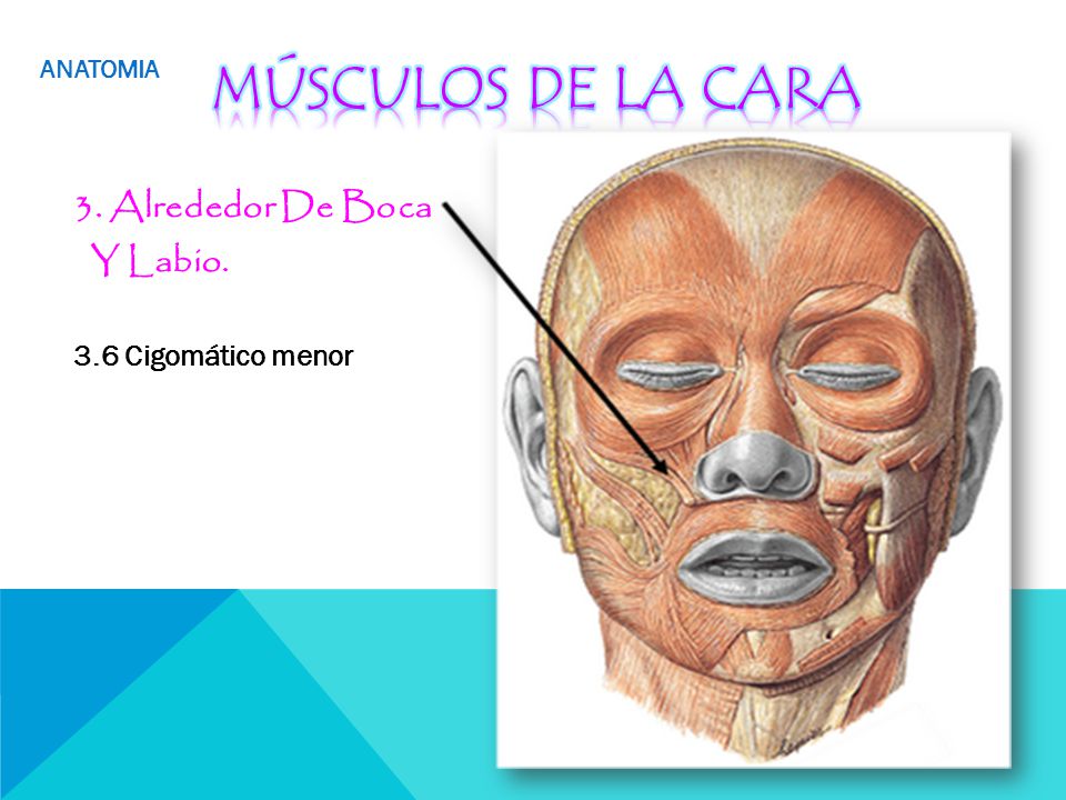 Músculos de la cara 3. Alrededor De Boca Y Labio. 3.6 Cigomático menor