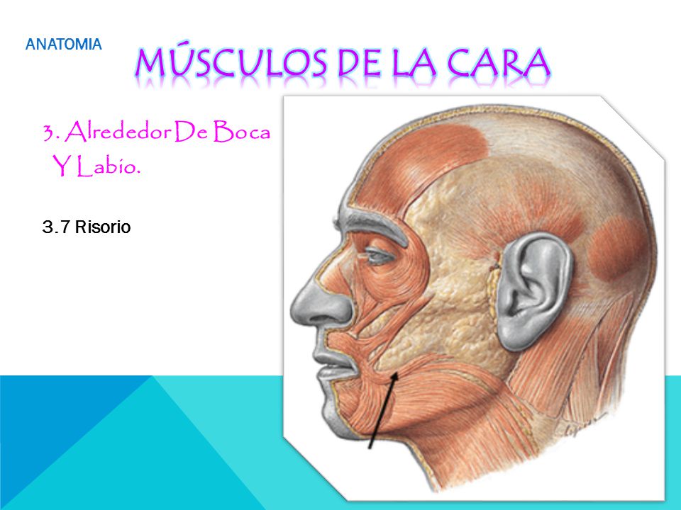 ANATOMIA Músculos de la cara 3. Alrededor De Boca Y Labio. 3.7 Risorio