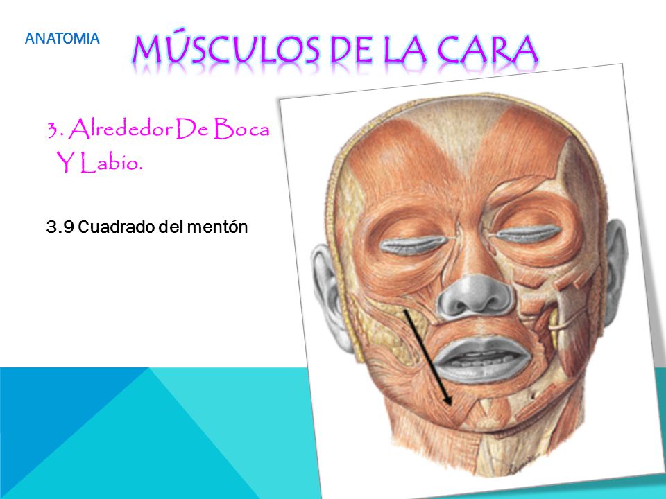 Músculos de la cara 3. Alrededor De Boca Y Labio.