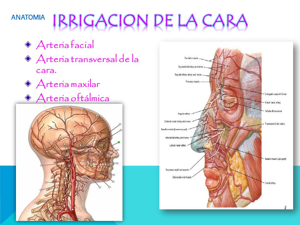 IRRIGACION DE LA CARA Arteria facial Arteria transversal de la cara.