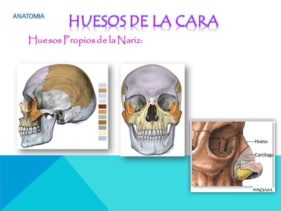ANATOMIA HUESOS DE LA CARA Huesos Propios de la Nariz:
