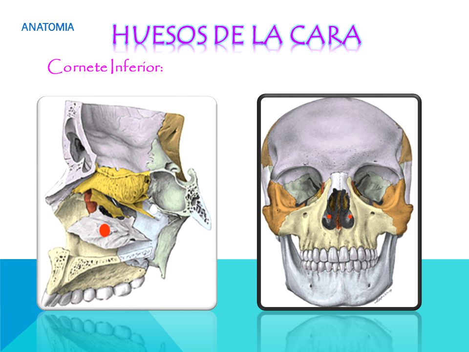 ANATOMIA HUESOS DE LA CARA Cornete Inferior: