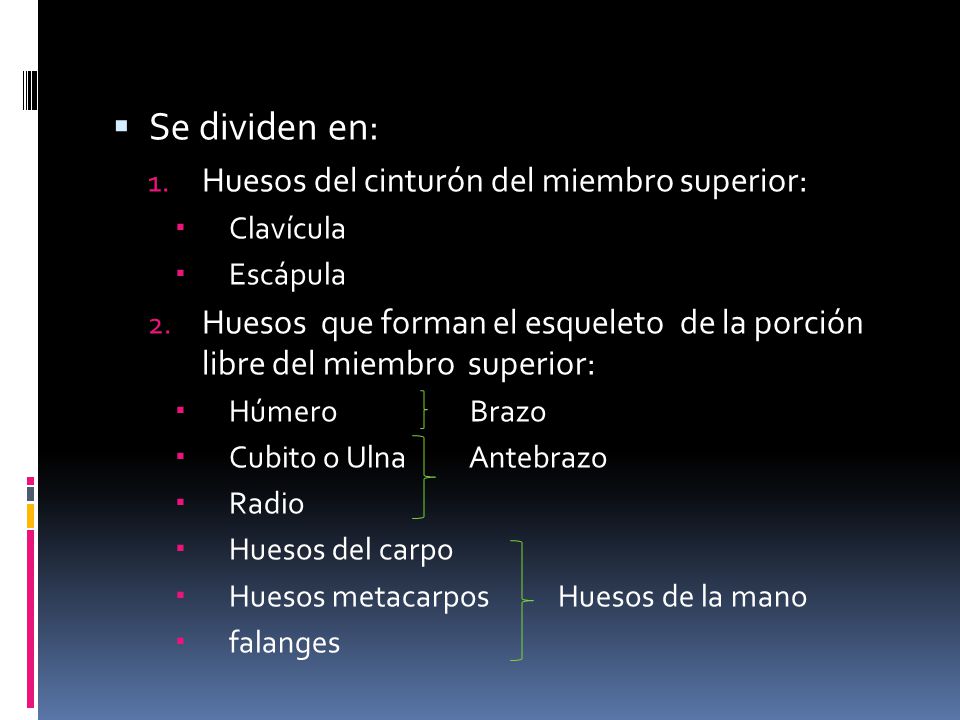 Se dividen en: Huesos del cinturón del miembro superior: