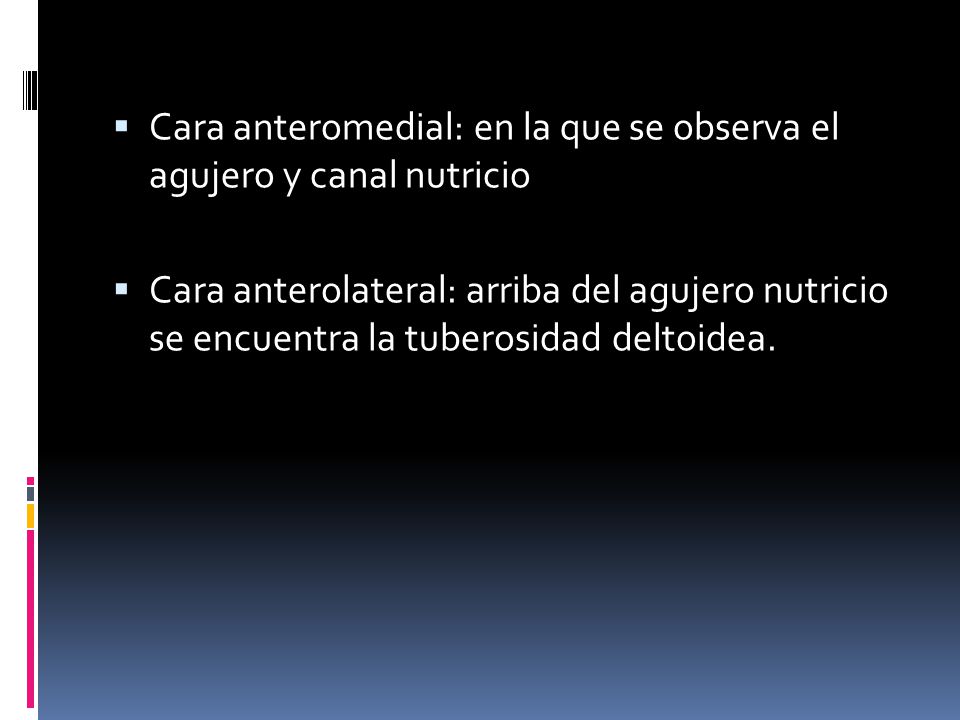 Cara anteromedial: en la que se observa el agujero y canal nutricio