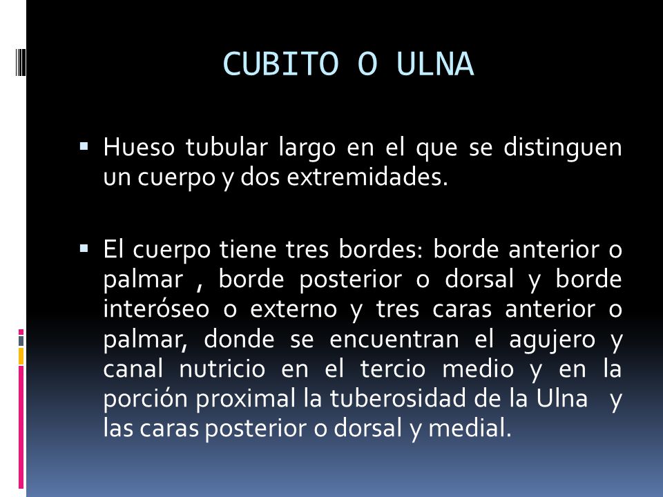 CUBITO O ULNA Hueso tubular largo en el que se distinguen un cuerpo y dos extremidades.