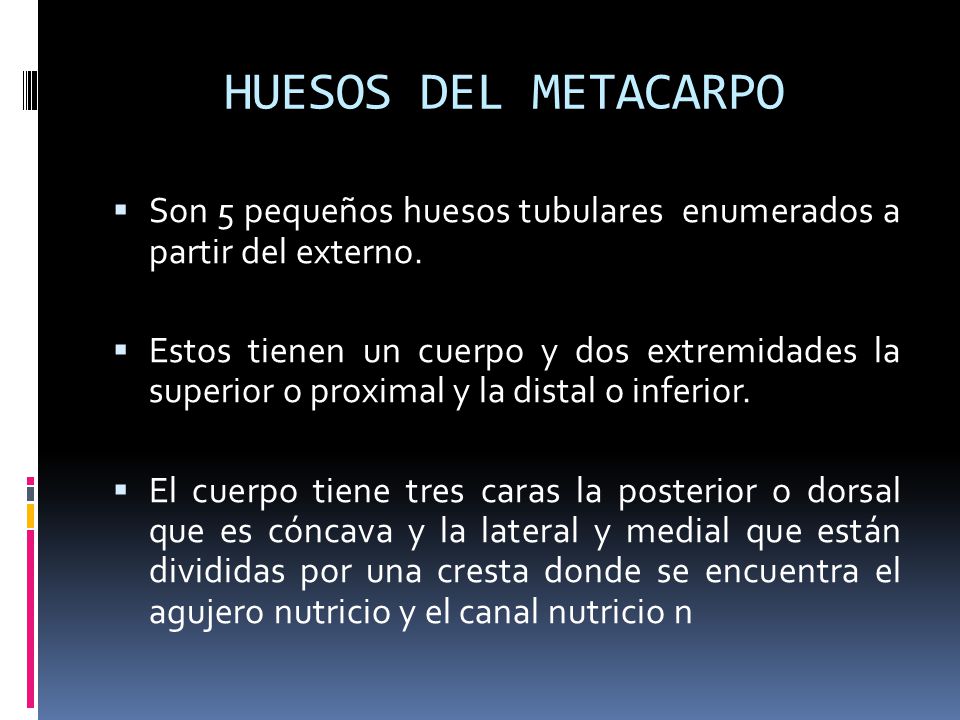 HUESOS DEL METACARPO Son 5 pequeños huesos tubulares enumerados a partir del externo.