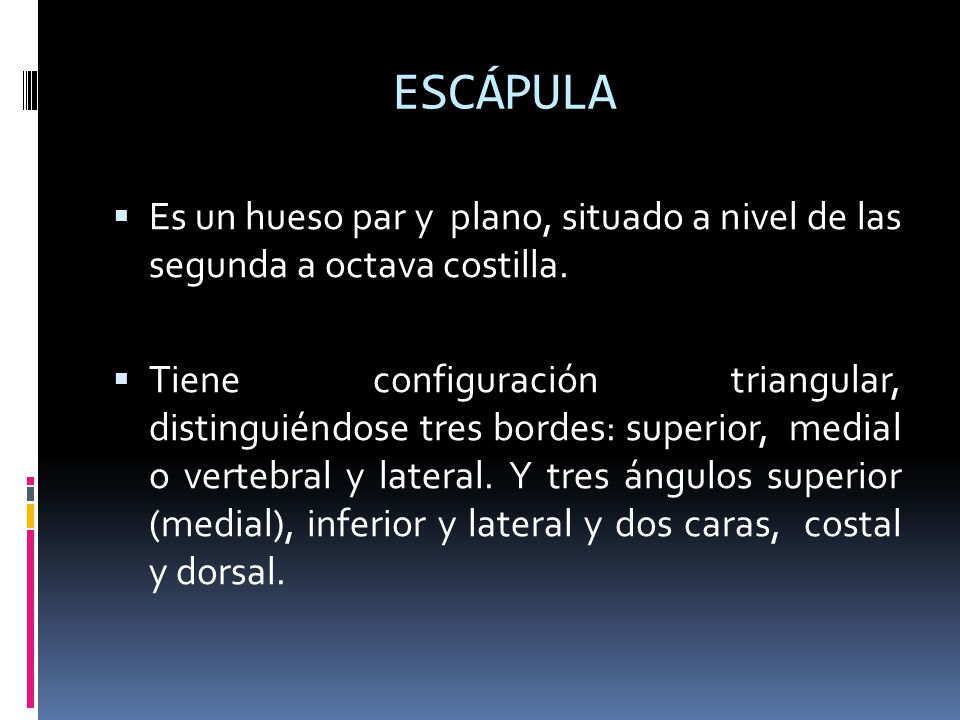 ESCÁPULA Es un hueso par y plano, situado a nivel de las segunda a octava costilla.