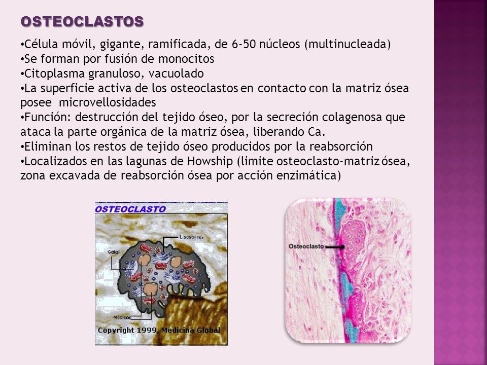 OSTEOCLASTOS Célula móvil, gigante, ramificada, de 6-50 núcleos (multinucleada) Se forman por fusión de monocitos.