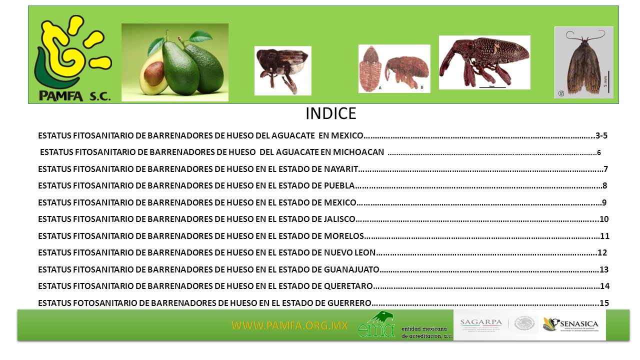 INDICE ESTATUS FITOSANITARIO DE BARRENADORES DE HUESO DEL AGUACATE EN MEXICO…………………………………………………………………………………………