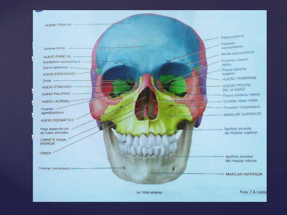 HUESO FRONTAL Forma la frente (parte anterior del cráneo), las raíces de las órbitas y el mayor porcentaje de la región anterior del piso del cráneo.