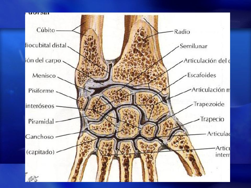 Ligamento triangular y su capsula articular… aisla al cúbito de la articulación radiocarpiana