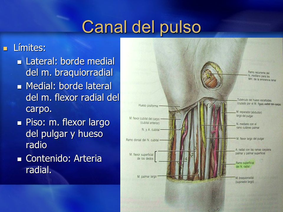 Canal del pulso Límites: Lateral: borde medial del m. braquiorradial