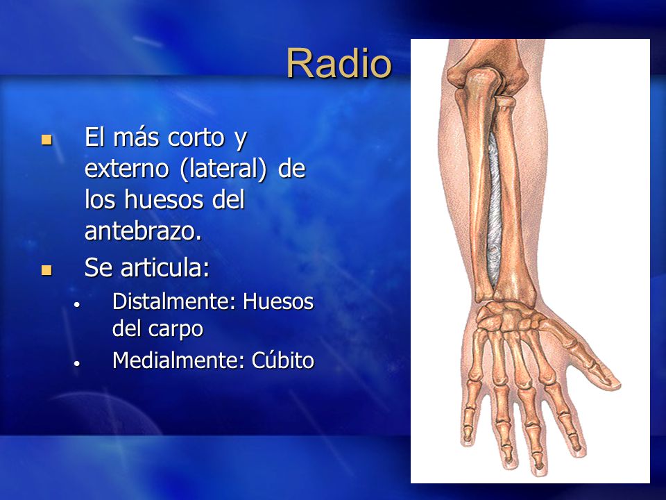 Radio El más corto y externo (lateral) de los huesos del antebrazo.