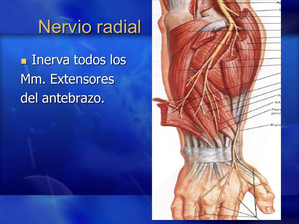 Nervio radial Inerva todos los Mm. Extensores del antebrazo.