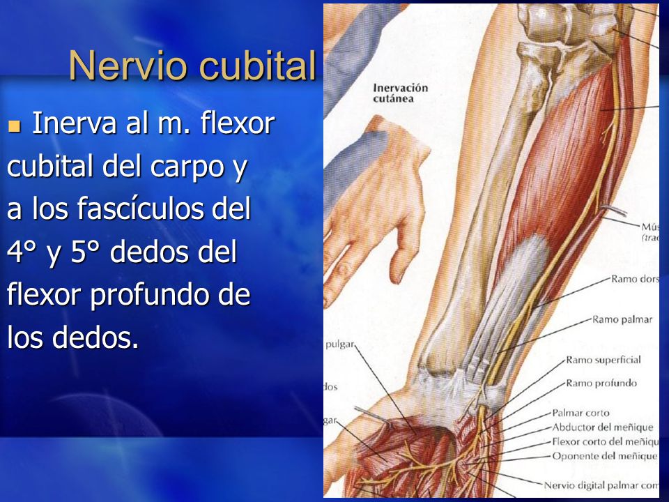 Nervio cubital Inerva al m. flexor cubital del carpo y