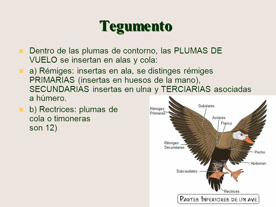 Tegumento Dentro de las plumas de contorno, las PLUMAS DE VUELO se insertan en alas y cola: