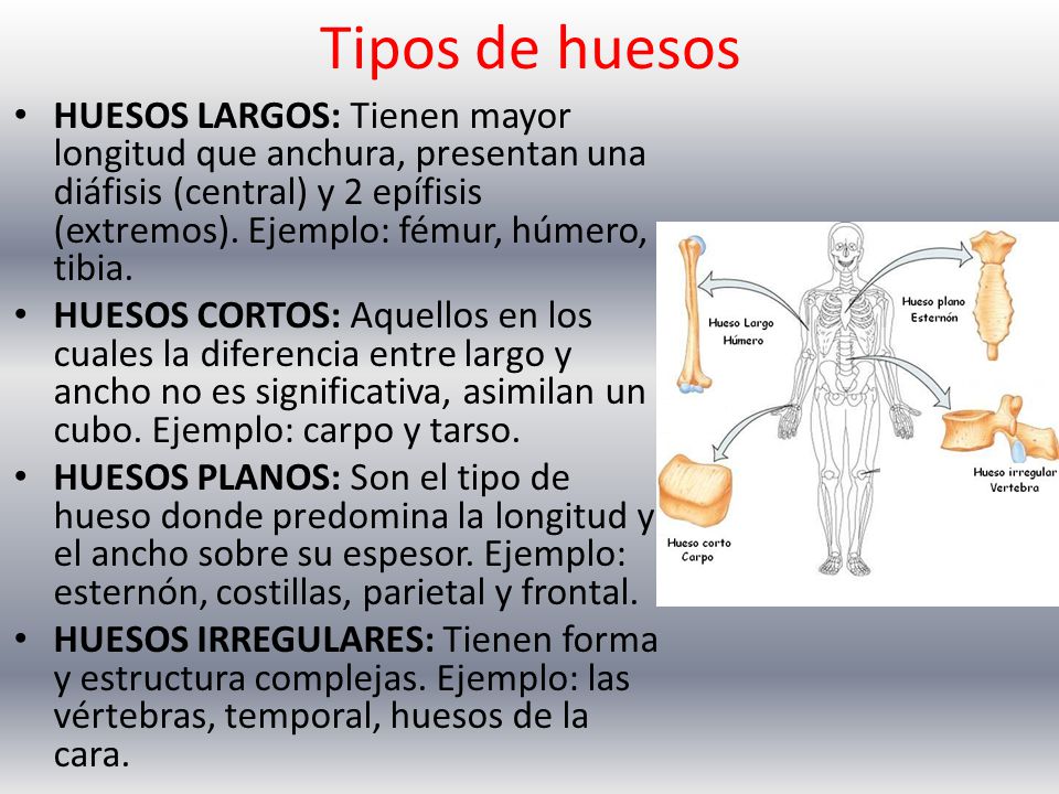 Tipos de huesos