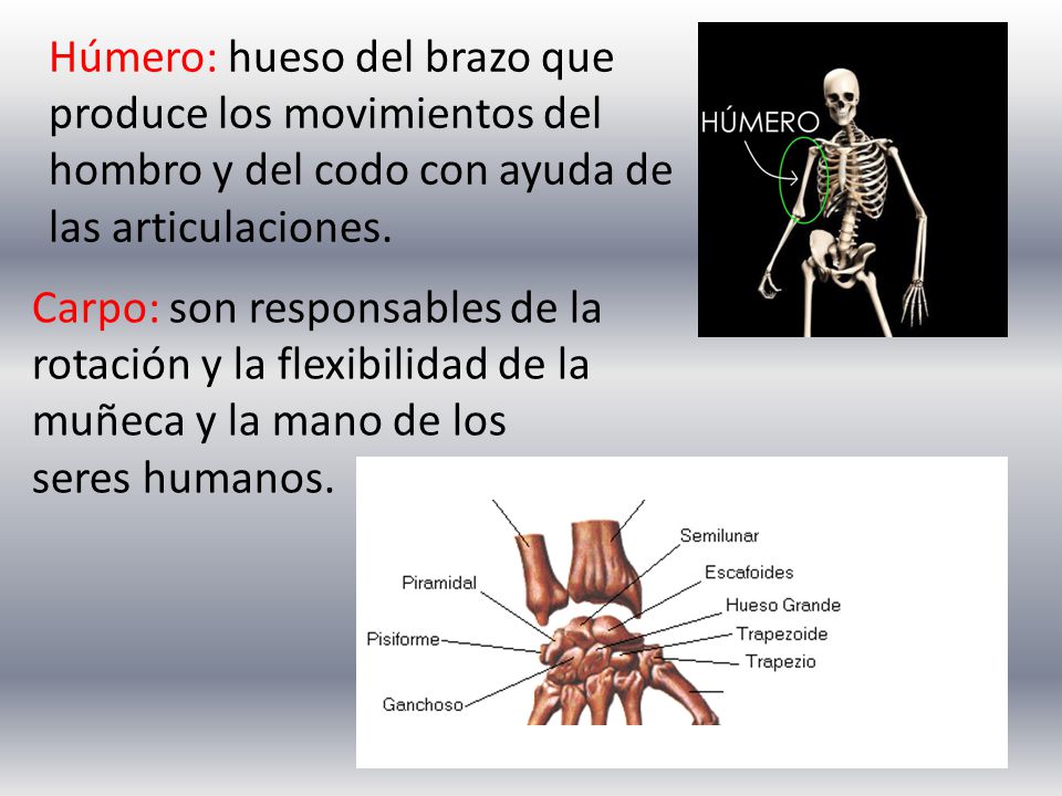 Húmero: hueso del brazo que produce los movimientos del hombro y del codo con ayuda de las articulaciones.