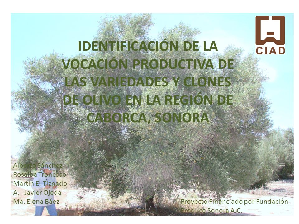 IDENTIFICACIÓN DE LA VOCACIÓN PRODUCTIVA DE LAS VARIEDADES Y CLONES DE OLIVO EN LA REGIÓN DE CABORCA, SONORA