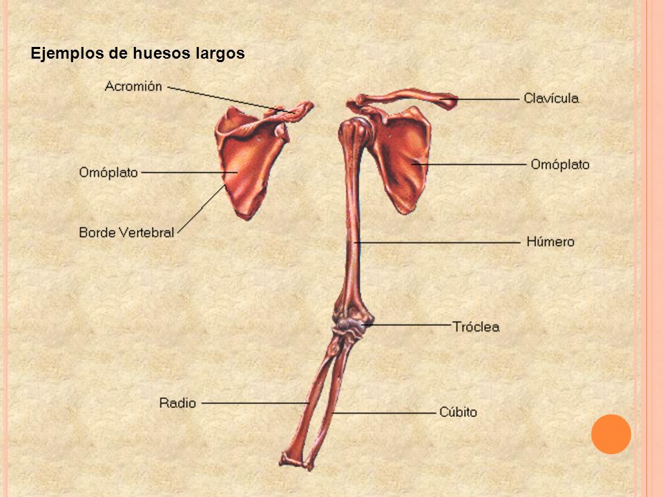 Ejemplos de huesos largos