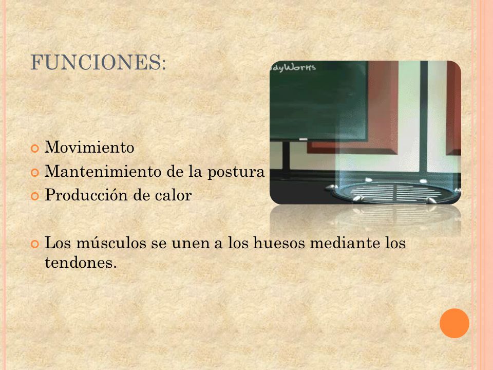 FUNCIONES: Movimiento Mantenimiento de la postura Producción de calor