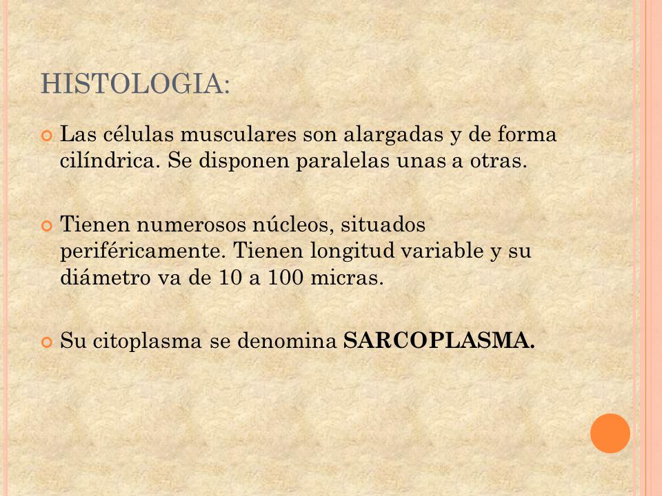 HISTOLOGIA: Las células musculares son alargadas y de forma cilíndrica. Se disponen paralelas unas a otras.