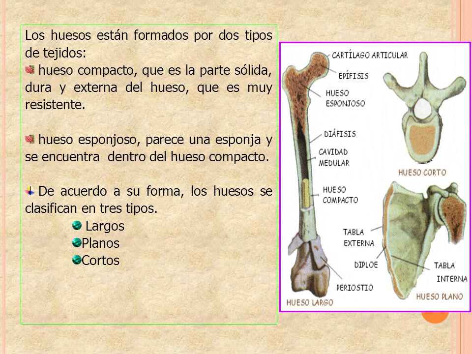 Los huesos están formados por dos tipos de tejidos: