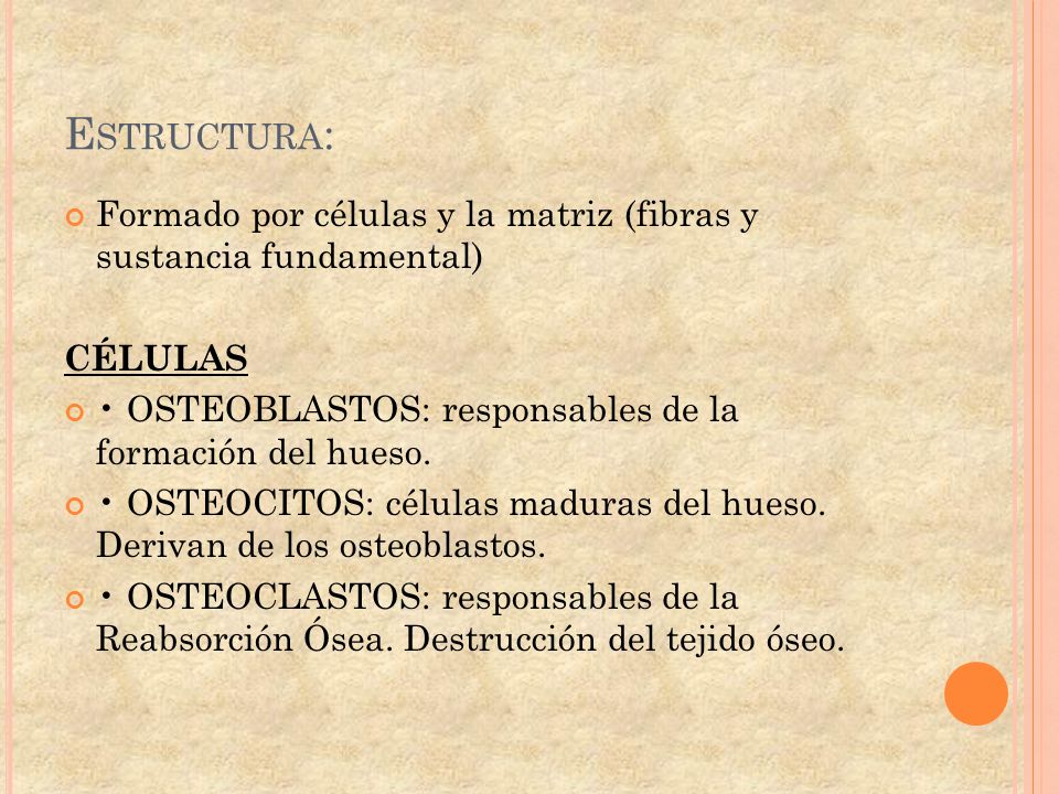 Estructura: Formado por células y la matriz (fibras y sustancia fundamental) CÉLULAS. • OSTEOBLASTOS: responsables de la formación del hueso.