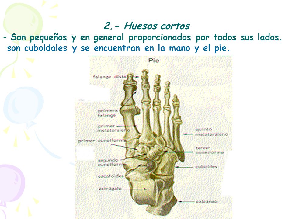 2.- Huesos cortos Son pequeños y en general proporcionados por todos sus lados.