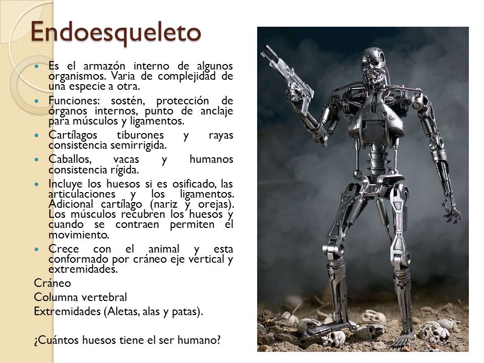 Endoesqueleto Es el armazón interno de algunos organismos. Varia de complejidad de una especie a otra.
