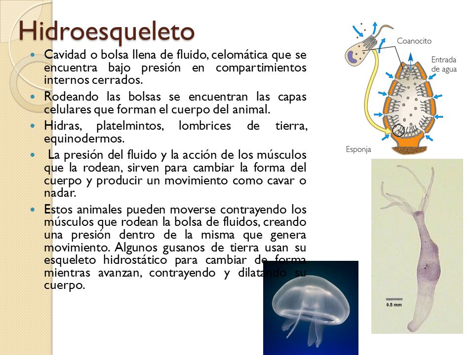 Hidroesqueleto Cavidad o bolsa llena de fluido, celomática que se encuentra bajo presión en compartimientos internos cerrados.