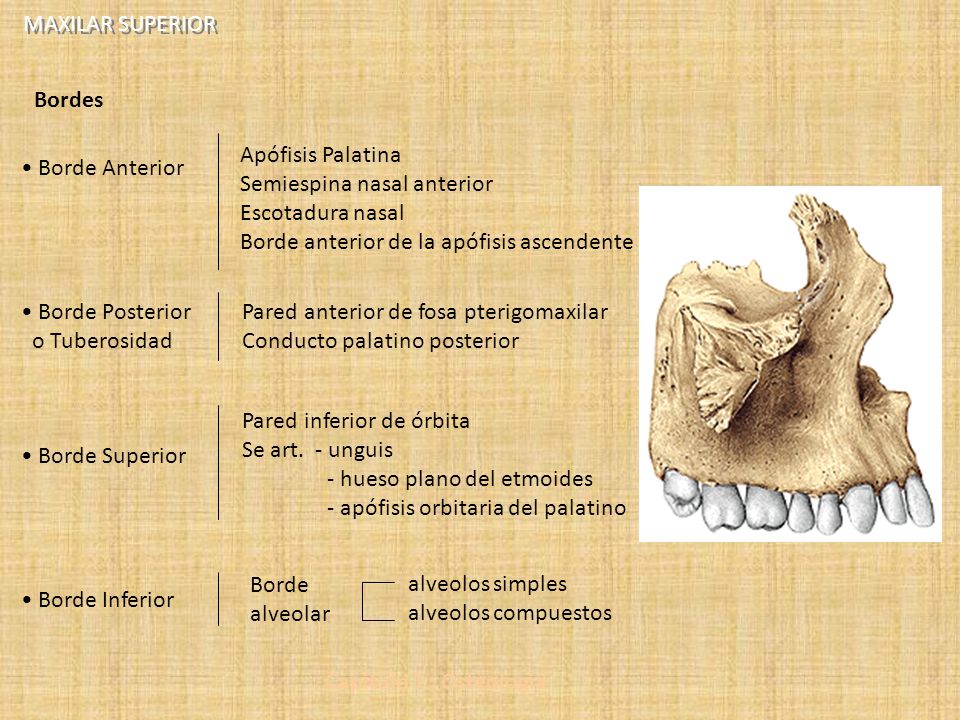 MAXILAR SUPERIOR Bordes. Apófisis Palatina. Semiespina nasal anterior. Escotadura nasal. Borde anterior de la apófisis ascendente.