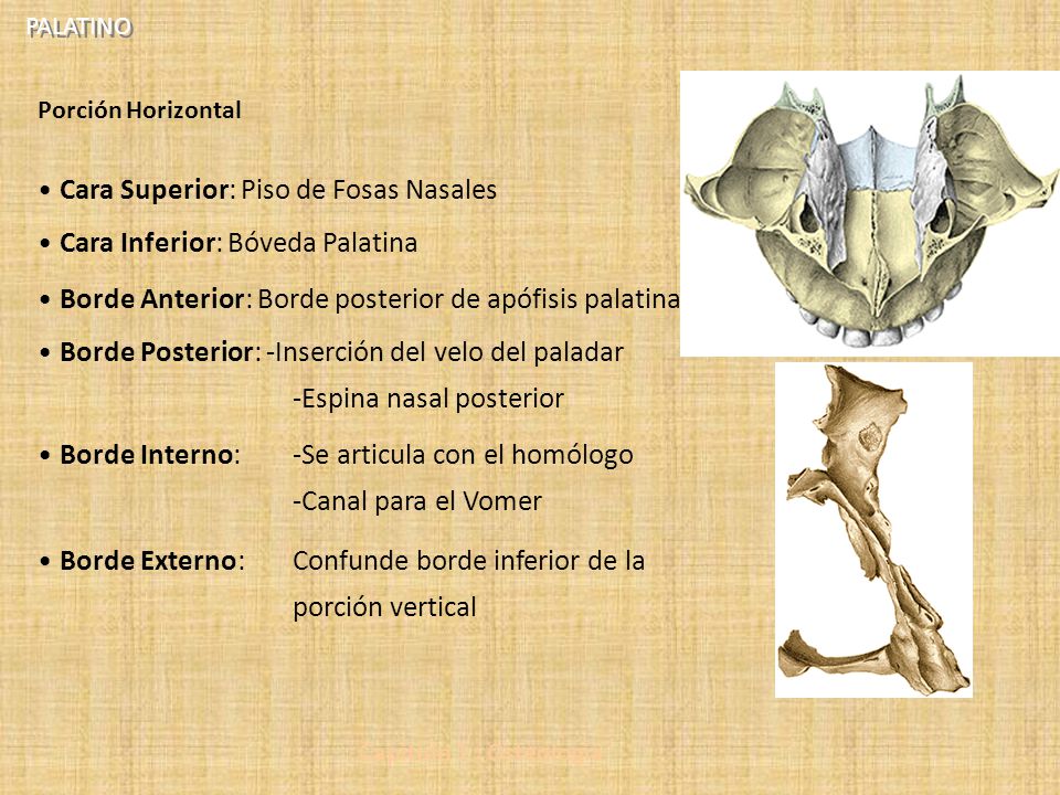 Cara Superior: Piso de Fosas Nasales Cara Inferior: Bóveda Palatina